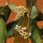 Julbernardia seretii Flor