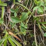 Trifolium pallescens Blad