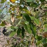 Lagerstroemia parviflora Folio