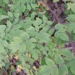 Thalictrum simplex List