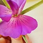 Agrostemma githago Blüte