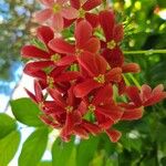Combretum indicum Flor