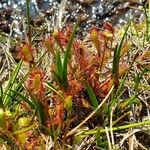 Drosera anglica Folha