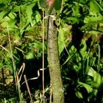 Quercus garryana Corteza
