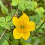 Ranunculus thora Flower