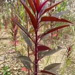 Amaranthus cruentus Ліст