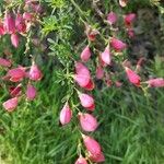 Chamaecytisus purpureusBlomma