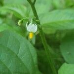 Solanum nigrum花