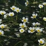 Ranunculus fluitans 花