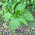 Mirabilis longiflora Blatt