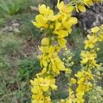 Verbascum lychnitis Цвят