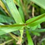 Valeriana dentata पत्ता