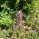 Himantoglossum adriaticum Flower