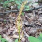 Botrychium virginianum 果実