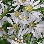 Symphyotrichum ericoides Květ