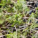Chamaecyparis thyoides Leaf