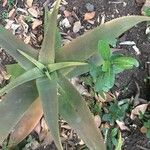 Aloe × schimperi Leaf