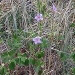 Geranium viscosissimum Flower