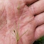 Fimbristylis autumnalis Blüte