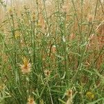 Centaurea ornata Blad