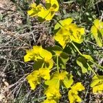 Euphorbia serrata Blomst