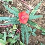 Pentapetes phoenicea Цветок