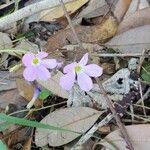 Oxalis drummondii