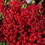 Pyracantha koidzumii Frucht