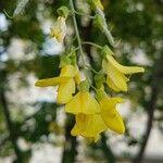 Laburnum anagyroidesÇiçek