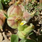Tripodion tetraphyllum Fruto