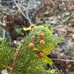 Chamaecyparis thyoides Fruit