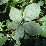 Rubus foliosus Blatt