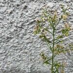 Conyza canadensis Flor