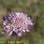 Scabiosa galianoi