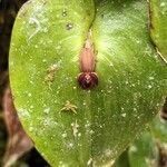 Pleurothallis cordata Flower