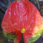 Anthurium andraeanum Other