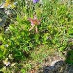 Trifolium alpinum Tervik taim