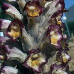 Cistanche violacea Λουλούδι
