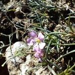 Petrorhagia saxifraga Цвят