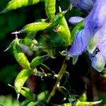 Aconitum variegatum Froito