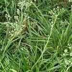 Eryngium yuccifolium Vekstform