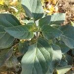 Datura inoxia Leaf