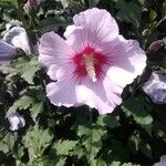 Hibiscus syriacusBlodyn