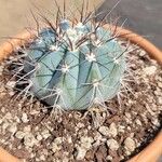 Melocactus azureus Φύλλο