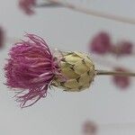 Mantisalca salmantica Flor