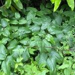 Toxicodendron pubescens Hoja