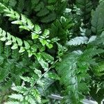 Polystichum luctuosum Hoja