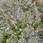 Limonium carolinianum Цветок