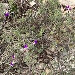 Dalea formosa Flower