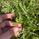 Ranunculus multifidus Hoja